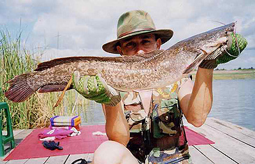 2003_Fishing Adventures Thailand_Broadhead Catfish_Clarias macrocephalus.jpg